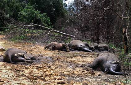 Elephants Killed in Indonesia