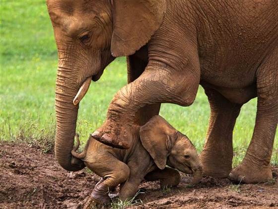 A mother elephant helps her little one out of a muddy ditch.