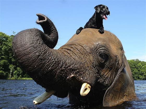 Bubbles (the elephant) plays with Bella (a dog) in the river.
