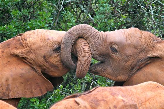 Elephants play at the David Sheldrick Wildlife Trust in Kenya
