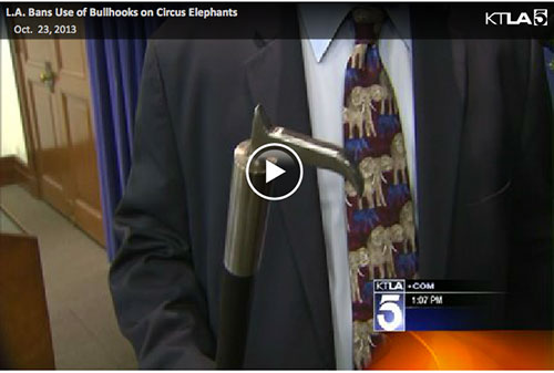LA Bans Use of Bullhooks on Circus Elephants