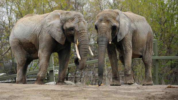 Toronto Elephants will find sanctuary at PAWS