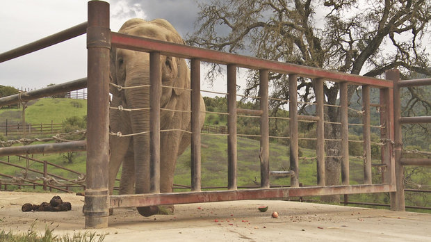 An apology to elephants