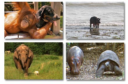 Animal Friends