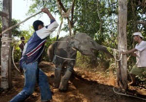 Captured calves are then often subjected to a brutal 'breaking-in' process 