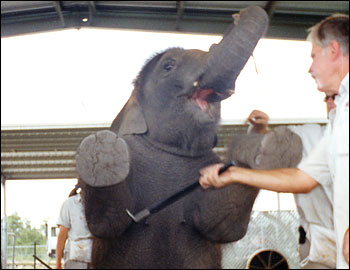 Baby elephant being "trained" at Ringling Bros Circus