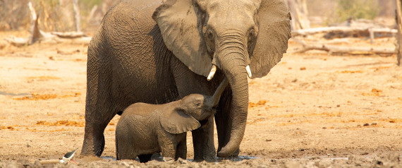 Elephants