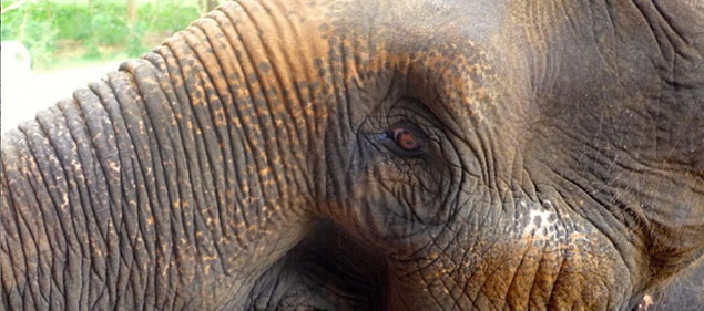 San Diego banning elephant rides at fair