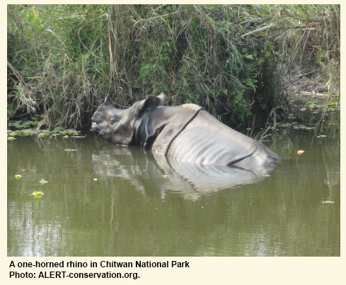 One-horned rhino