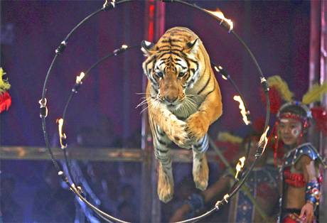 Great Britain to ban wild animals from traveling circuses