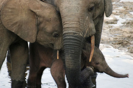 Forest Elephants
