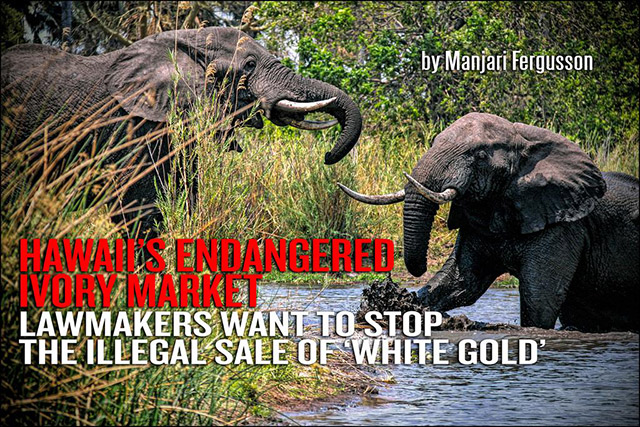 Illegal sale of ivory in Hawaii