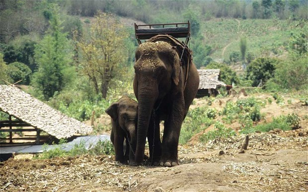 Travellers are keen to embrace more ethical forms of elephant tourism