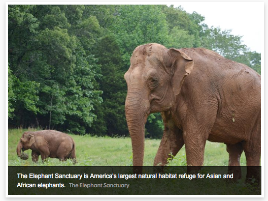The Elephant Sanctuary