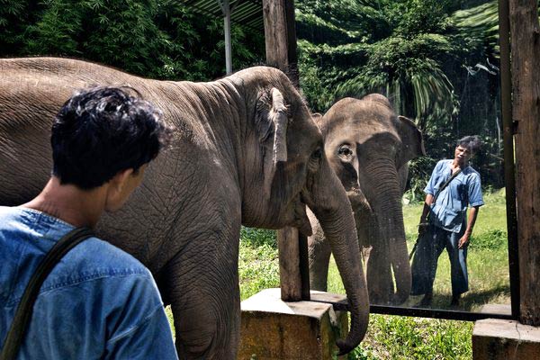 Elephants