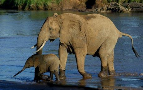Elephant Families