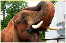 Elephants are vegans