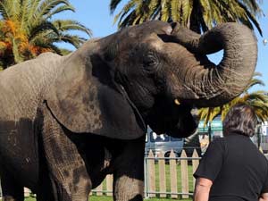 Jumbo the Elephant