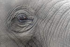 
April the elphant stands in her cage.