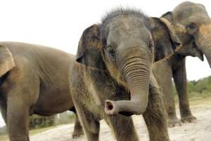 5-month-old elephant Piper