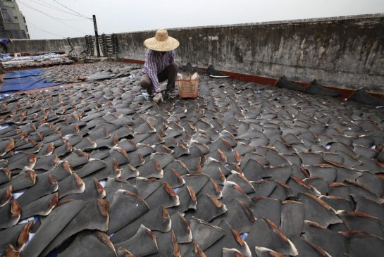 Shark fins