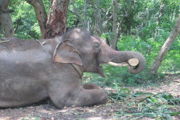 Sunder the Elephant
