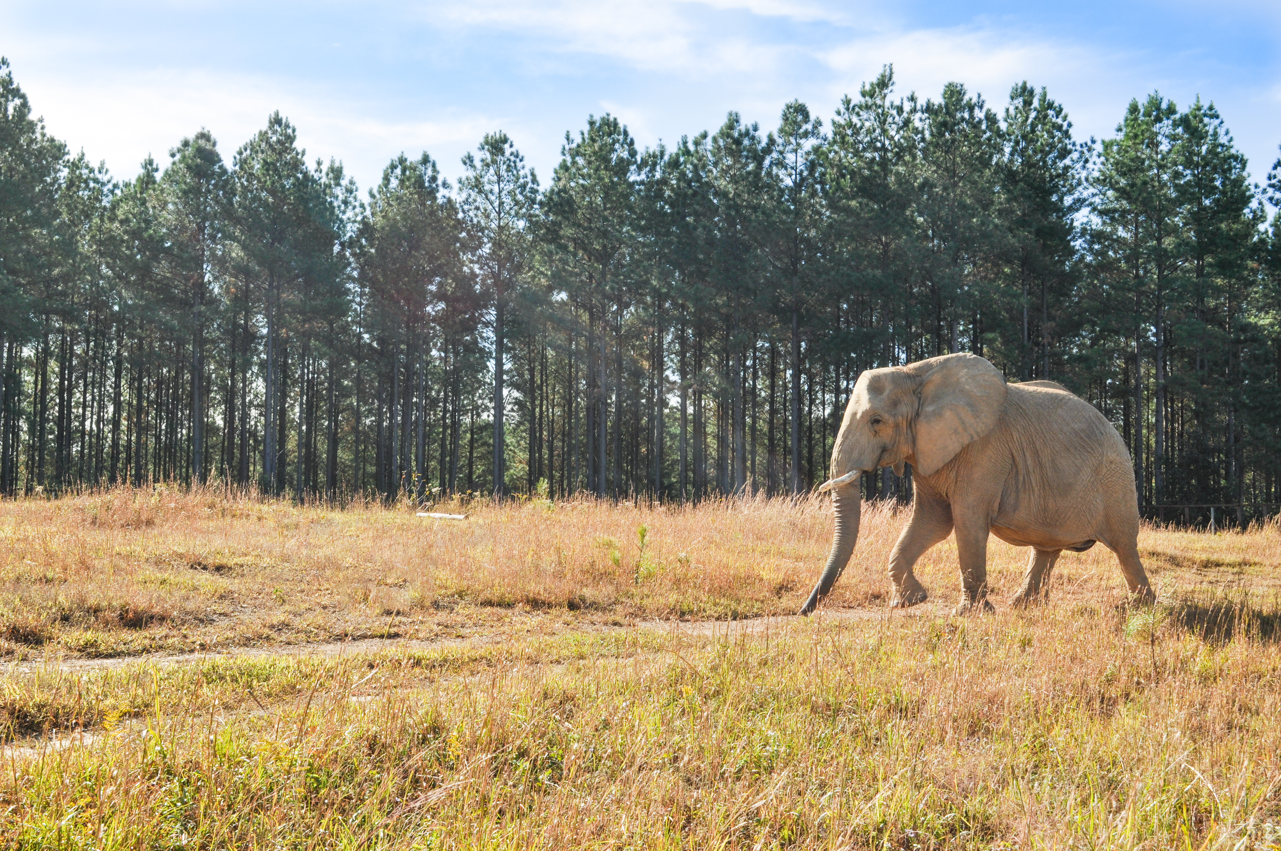 The Elephant Sanctuary In Tennessee - 