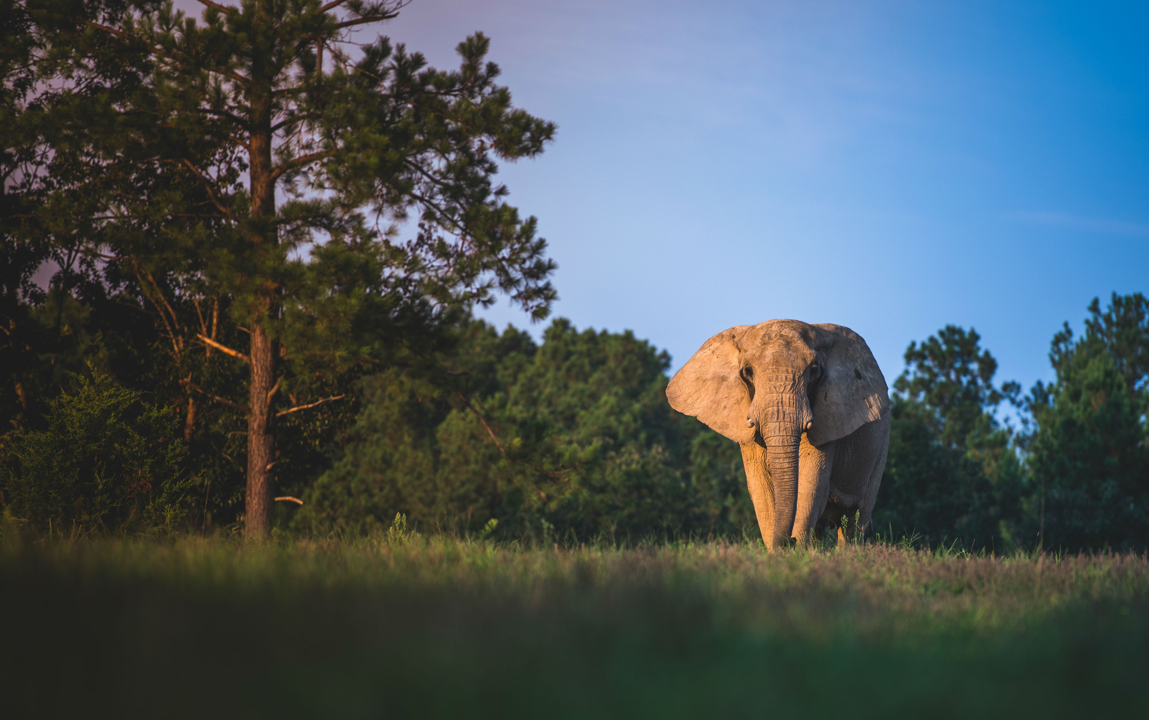 tennessee elephant sanctuary visit