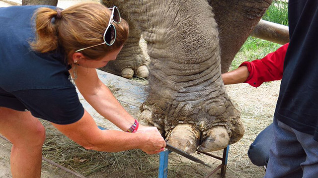 Improving elephant wellbeing in Chinese zoos.