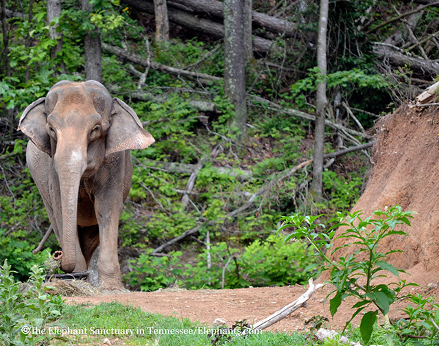 The Sanctuary said goodbye to Liz.