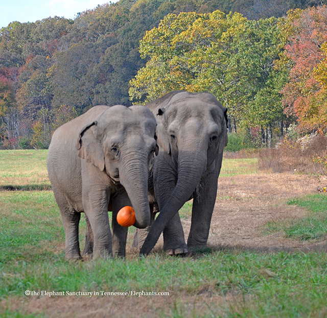 Ronnie and Minnie enjoy pumpkin treats.