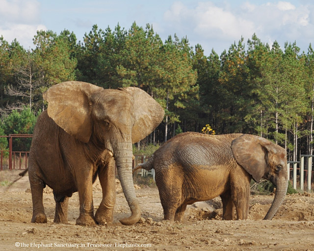 Sukari (L) and Rosie.