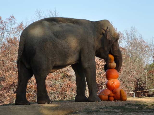 Dulary enjoys pumpkins