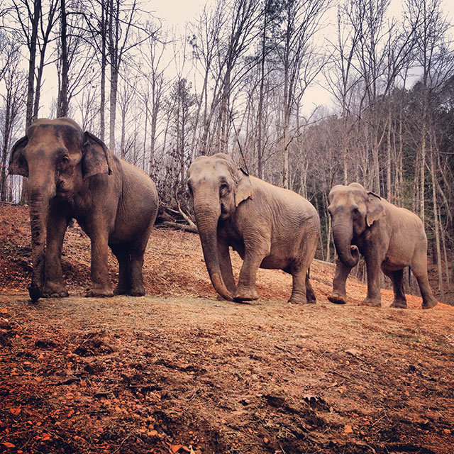 Liz, Billie, and Frieda