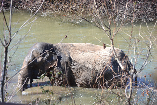 Billie takes a wintertime dip in the pond