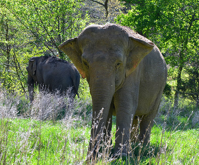 Ronnie (front); Debbie (in background)