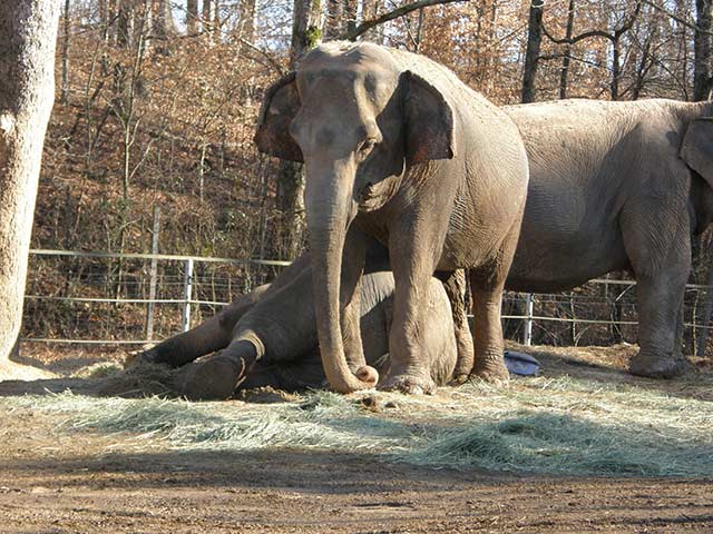 Sleepy elephants