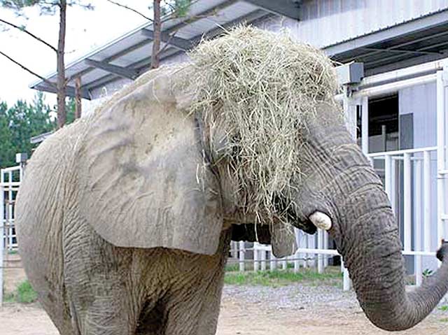 Tange - wearing hay as a hat!