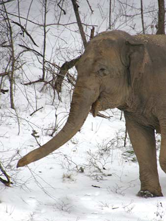 Debbie in the snow