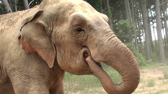 Dulary slurping her treat