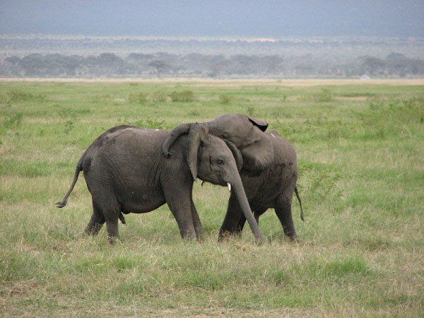 Elephants playing
