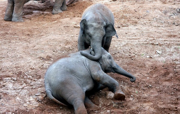 Elephants playing