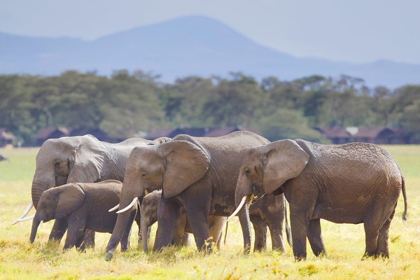Elephants in the Amboseli National Park in Southern Kenya