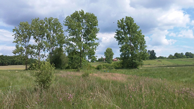 Ideal Habitat