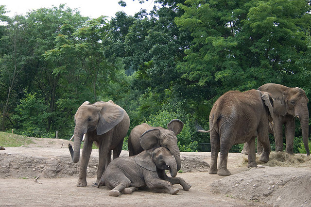 Elephants at the PIttsburgh Zoo