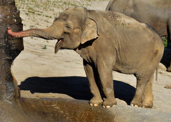 An epidemic of tuberculosis in elephants