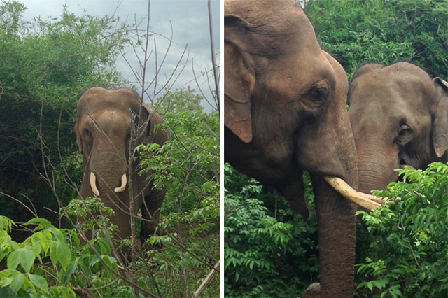 Sunder's New Home, and Sunder with a Friend