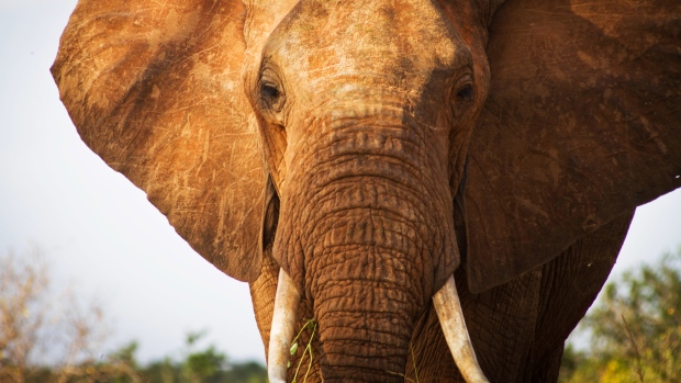Efforts to stop poaching