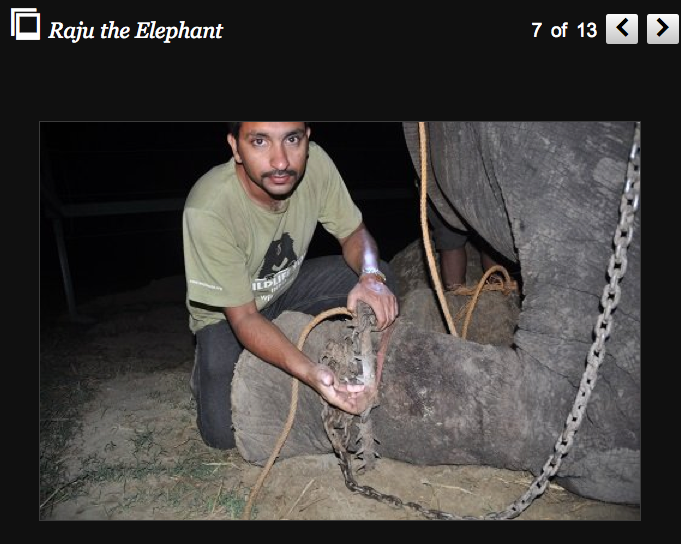 Raju