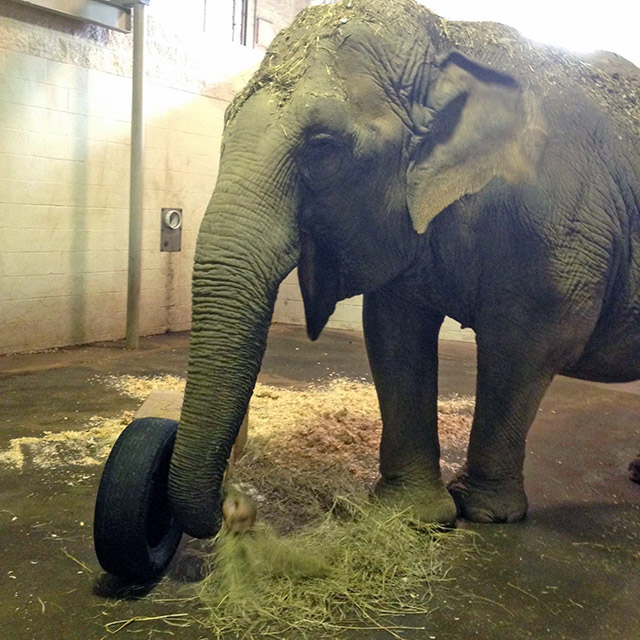 Billie and the tire